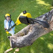 Trusted Paola, KS Tree Services Experts