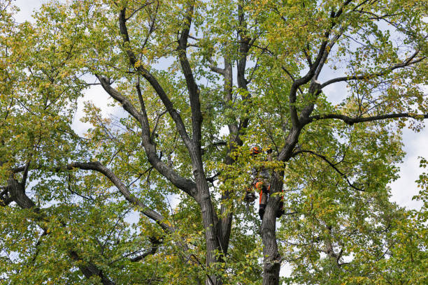 Seasonal Cleanup (Spring/Fall) in Paola, KS